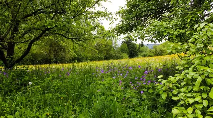 保护和巩固生物多样性